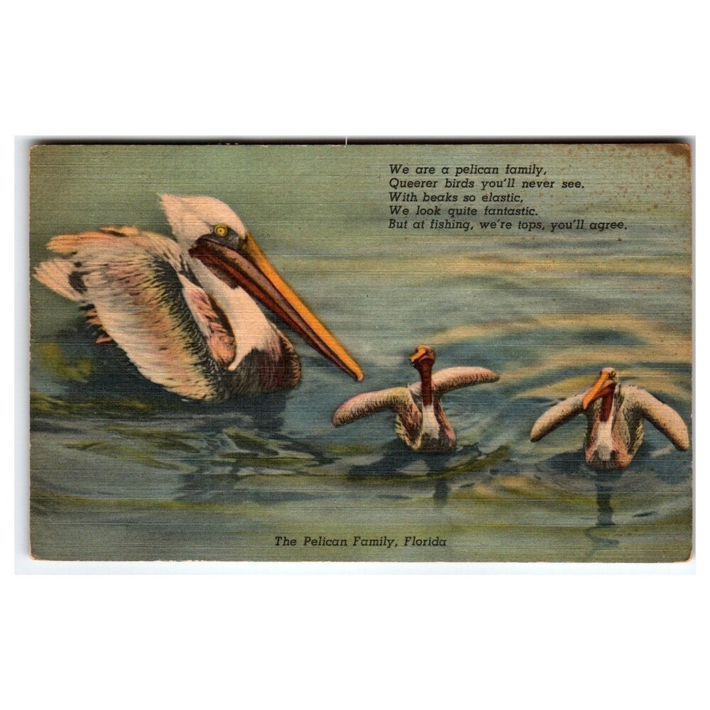 Vintage Curteich Linen Postcard Pelican Family Florida Weirsdate 1950 Poem